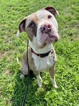 CZECH -  Pit Bull Terrier and Mixed Breed Dog for Adoption - CZECH | PetCurious