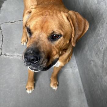 Swish A5657981 -  Mixed Breed Dog for Adoption in Los Angeles, California - Swish A5657981 | PetCurious