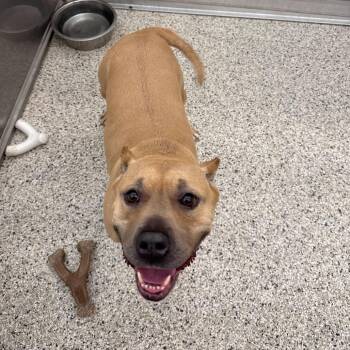 Mixed Breed Dogs Available for Adoption in Wilmington, Delaware - Lulu | PetCurious