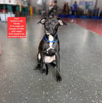 Amor -  Staffordshire Bull Terrier Dog for Adoption in Oviedo, Florida - Amor | PetCurious