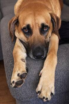 Black Mouth Cur and Great Dane Dogs Available for Adoption - Charlie  | PetCurious