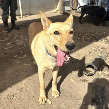 Shepherd and Husky Dogs Available for Adoption - Bell | PetCurious