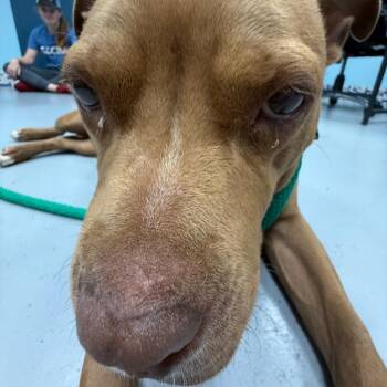 Scarlett -  Mixed Breed Dog for Adoption in Philadelphia, Pennsylvania - Scarlett | PetCurious