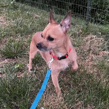 Terrier Dogs Available for Adoption in Henderson, Kentucky - Thor | PetCurious