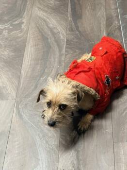 Yorkie Poo Dogs Available for Adoption - Keya | PetCurious