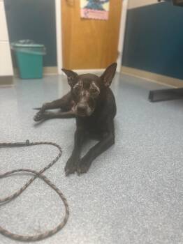 Coco -  Shepherd Dog for Adoption in Pine Grove, Pennsylvania - Coco | PetCurious