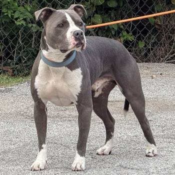 Atticus -  Staffordshire Bull Terrier Dog for Adoption in Warrensburg, Missouri - Atticus | PetCurious