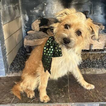 Ronnie -  Border Terrier Dog for Adoption in Santa Fe, Texas - Ronnie | PetCurious