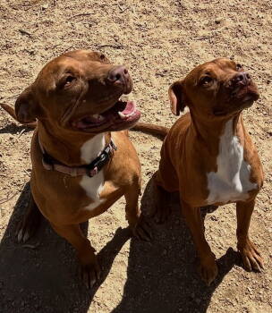 Rescue Boxer Dogs for Adoption in Mentone, California - Ty And Troy | PetCurious