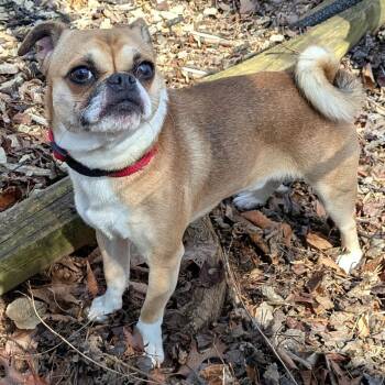 Marbles -  Pekingese and Pug Dog for Adoption in Charlottesville, Virginia - Marbles | PetCurious