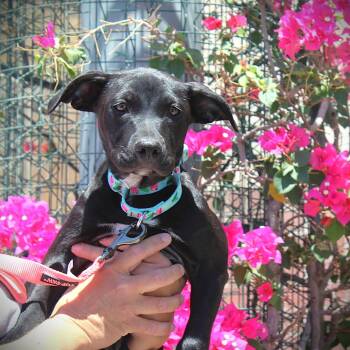 Rescue Labrador Retriever and American Staffordshire Terrier Dogs for Adoption in Gilbert, Arizona - Aldora | PetCurious