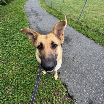 Sarah -  German Shepherd Dog Dog for Adoption - Sarah | PetCurious