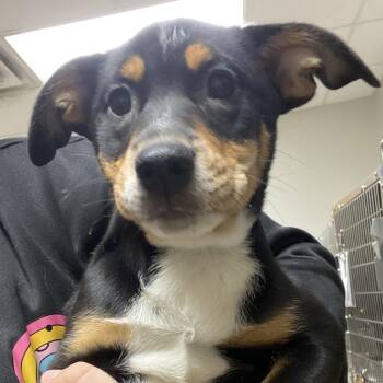 Rescue Border Collie Dogs for Adoption in Tupelo, Mississippi - Tammy - 092305T | PetCurious