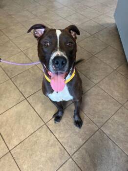 Palmer -  Pit Bull Terrier Dog for Adoption in Marion, Ohio - Palmer | PetCurious