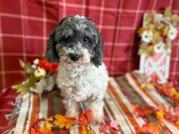 Rescue Miniature Poodle Dogs for Adoption in Peebles, Ohio - Ruth | PetCurious
