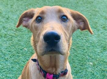 SAVE ME PLEASE Dala - IDA552258 -  Labrador Retriever Dog for Adoption in San Marcos, California - SAVE ME PLEASE Dala - IDA552258 | PetCurious