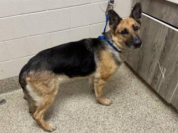 UNYI -  German Shepherd Dog Dog for Adoption in Colorado Springs, Colorado - UNYI | PetCurious