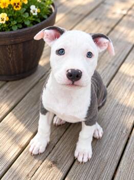 Joyce -  American Staffordshire Terrier Dog for Adoption in Long Beach, New York - Joyce | PetCurious