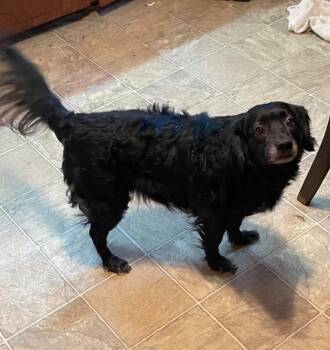 Dachshund Dogs Available for Adoption in Augusta, Georgia - Bella | PetCurious