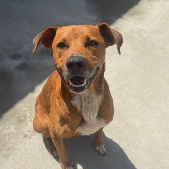 Parker -  Hound and Retriever Dog for Adoption in Parrish, Alabama - Parker | PetCurious