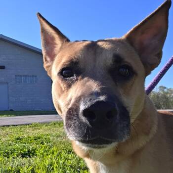 Shepherd and Pit Bull Terrier Dogs Available for Adoption in Bristol, Indiana - Ray Ray | PetCurious