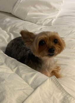 Breah -  Yorkshire Terrier Dog for Adoption in East Brunswick, New Jersey - Breah | PetCurious