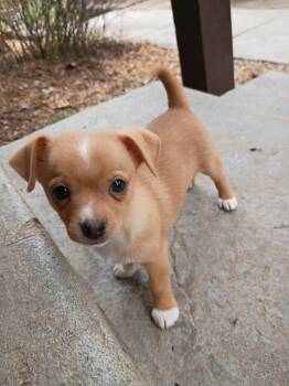 Chihuahua Dogs Available for Adoption - Romeo | PetCurious