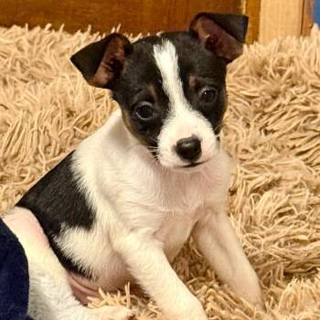 Miley -  Terrier and Mixed Breed Dog for Adoption in Bellingham, Washington - Miley | PetCurious