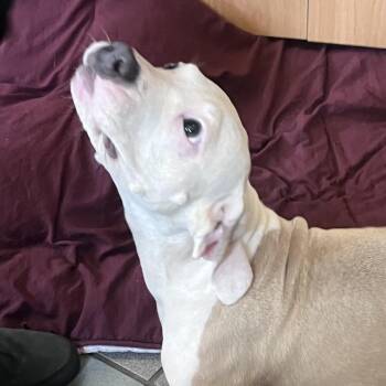 Lacey -  Mixed Breed Dog for Adoption in Walker, Michigan - Lacey | PetCurious