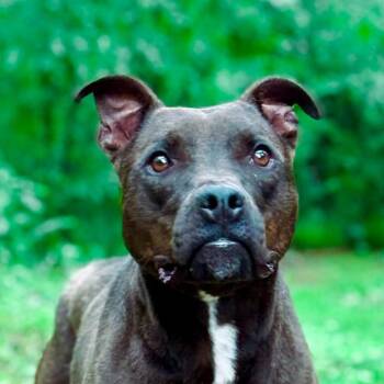 Black Labrador Retriever and Terrier Dogs Available for Adoption in Milledgeville, Georgia - Ginny | PetCurious