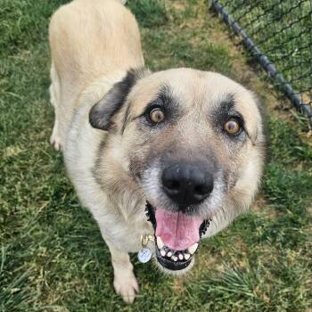 Sarge -  Great Pyrenees Dog for Adoption in Plainfield, Illinois - Sarge | PetCurious