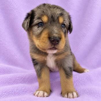 Blossom -  German Shepherd Dog and Mixed Breed Dog for Adoption in St. Peters, Missouri - Blossom | PetCurious