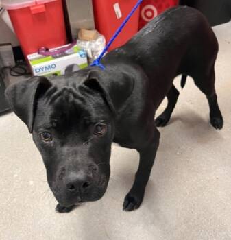 Rescue Mixed Breed Dogs for Adoption in West Chester, Pennsylvania - Bruce | PetCurious