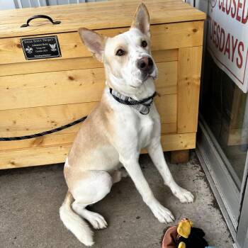 Mixed Breed Dogs Available for Adoption in Union, Missouri - Stanford K8 | PetCurious