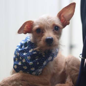 A813436 -  Chihuahua Dog for Adoption in San Antonio, Texas - A813436 | PetCurious
