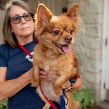 Foxi Girl -  Pomeranian and Chihuahua Dog for Adoption in Chester Springs, Pennsylvania - Foxi Girl | PetCurious