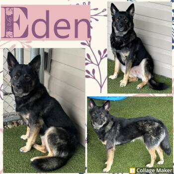 Rescue Norwegian Elkhound Dogs for Adoption in Clearfield, Pennsylvania - Eden | PetCurious