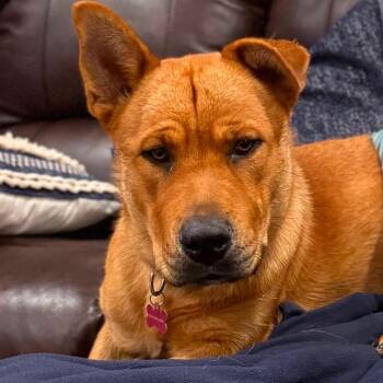 Sherman -  Mixed Breed Dog for Adoption in Boone, Iowa - Sherman | PetCurious