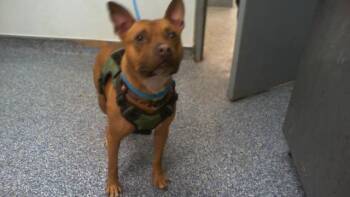 MAX -  Pit Bull Terrier and Mixed Breed Dog for Adoption in Charlotte, North Carolina - MAX | PetCurious