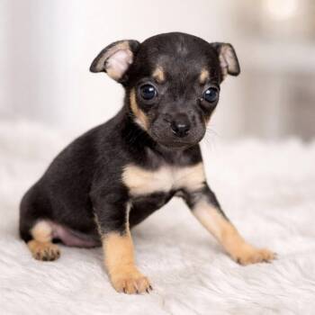 Chihuahua Dogs Available for Adoption in Gulfport, Mississippi - Mouse | PetCurious