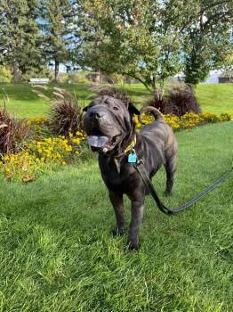 Rescue Shar Pei Dogs for Adoption in Lake Forest, California - Muppet | PetCurious