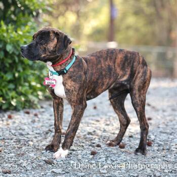 Boxer Dogs Available for Adoption - Emilea | PetCurious
