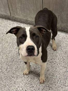 Sue -  Pit Bull Terrier and Mixed Breed Dog for Adoption in Kansas City, Missouri - Sue | PetCurious