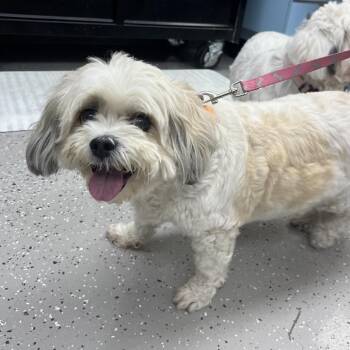 Peaches -  Shih Tzu and Mixed Breed Dog for Adoption in La Grange, Kentucky - Peaches | PetCurious