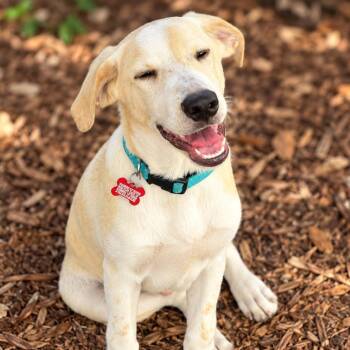 Stanley -  Labrador Retriever and Mixed Breed Dog for Adoption in Boerne, Texas - Stanley | PetCurious