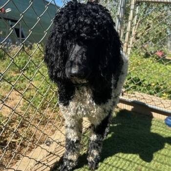 Standard Poodle Dogs Available for Adoption in Agua Dulce, California - Vuitton | PetCurious