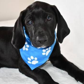 Gouda -  Labrador Retriever Dog for Adoption in Johnson City, Tennessee - Gouda | PetCurious
