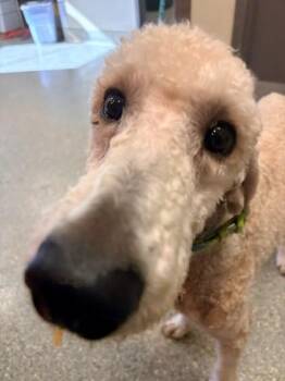 Standard Poodle and Golden Retriever Dogs Available for Adoption - Alfie | PetCurious