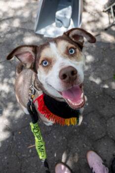 Cannoli -  Husky and Shepherd Dog for Adoption in New York, New York - Cannoli | PetCurious