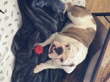 English Bulldog Dogs Available for Adoption in North Freedom, Wisconsin - Simba | PetCurious